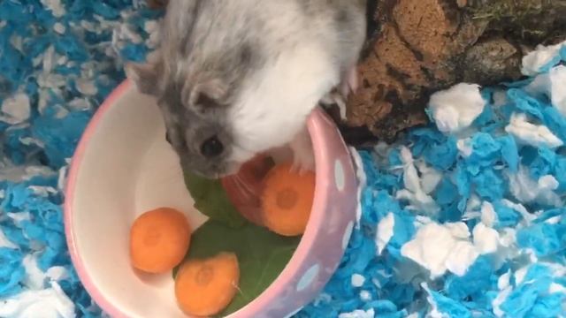 ? What to feed the hamster? Hamster vegetables ? food смотреть онлайн