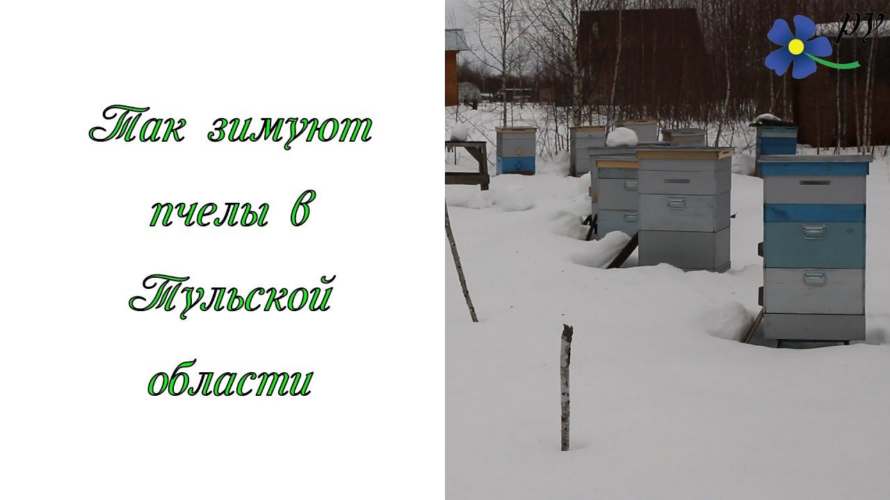 Так зимуют пчелы породы Карника в Тульской области смотреть онлайн