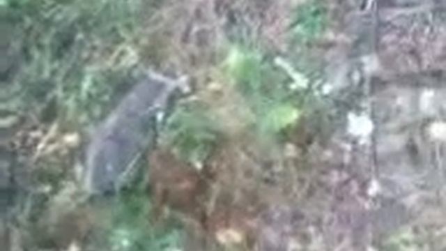 енот в лесу ) шок узнали что мама енота может расцарапать за малыша смотреть онлайн