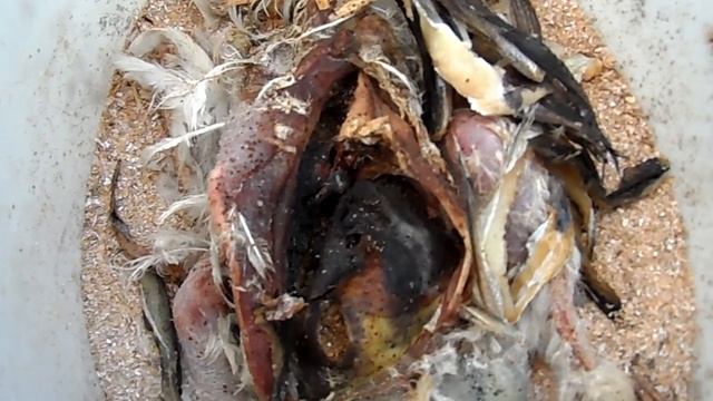 Первые опарыши часть- 2. смотреть онлайн