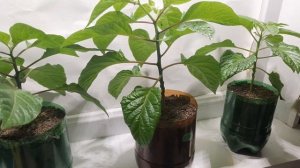 2 марта. Появился трипс на перце. Как избавиться от трипса.