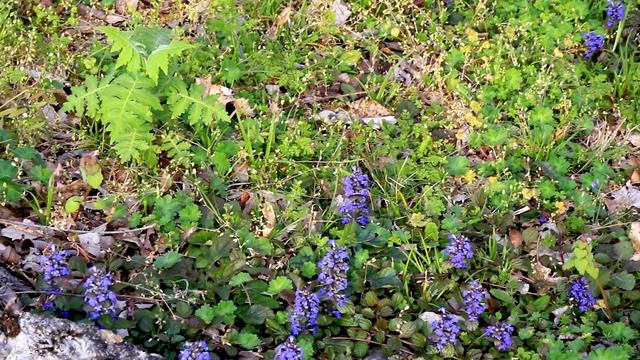 EPIC SPRING GARDEN TOUR | Wildflowers, Kitties, Bees & More! смотреть онлайн