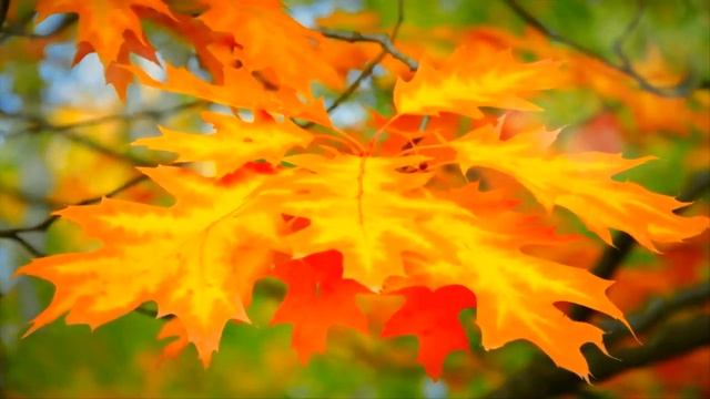 Желтый вальс+ видеоряд для детского сада смотреть онлайн