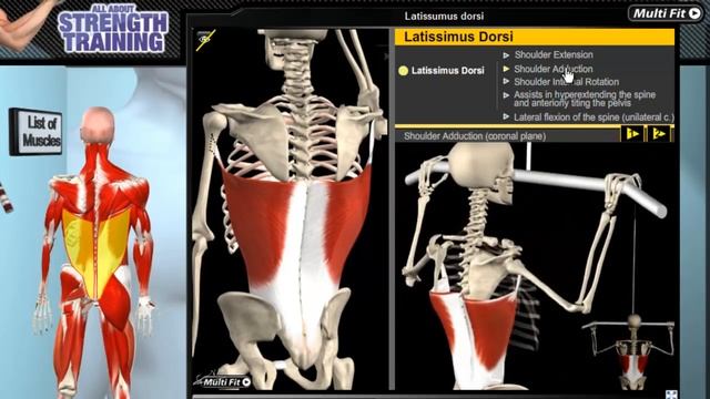 Latissimus Dorsi смотреть онлайн