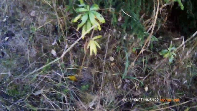 Грибная пора. По рыжики в Бобки. Chillout смотреть онлайн