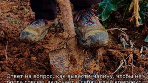 Как избавиться от малины на участке навсегда