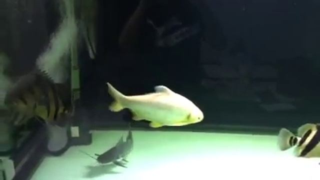 St and tankmates смотреть онлайн