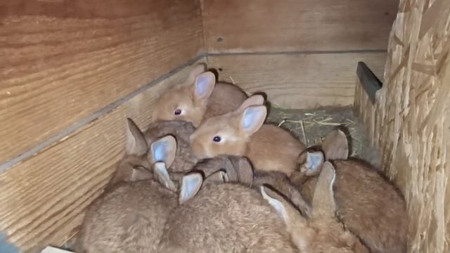 Ночной обзор - ночной дозор ! О кроликах , о жизни .... смотреть онлайн