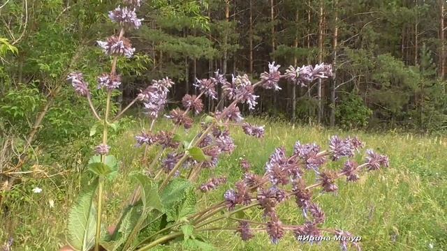 Шалфей мутовчатый- самый распространенный вид шалфея. Как выглядит шалфей мутовчатый.