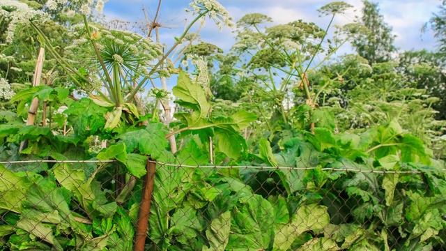 Борщевик на дачном участке: как бороться и победить? | Гербицидная обработка борщевика смотреть онлайн