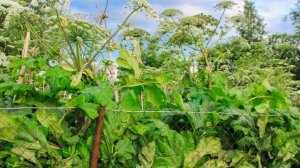 Борщевик на дачном участке: как бороться и победить? |  Гербицидная обработка борщевика