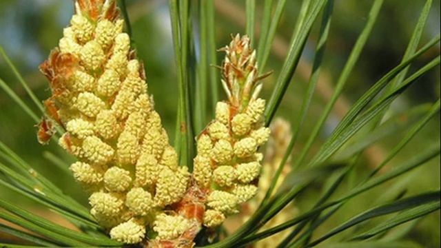 стоит приготовить микстуру из почек сосны смотреть онлайн