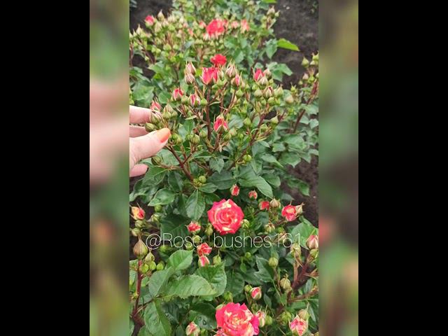 Файер Флеш. Fair Flash. @rose_bushes161 смотреть онлайн