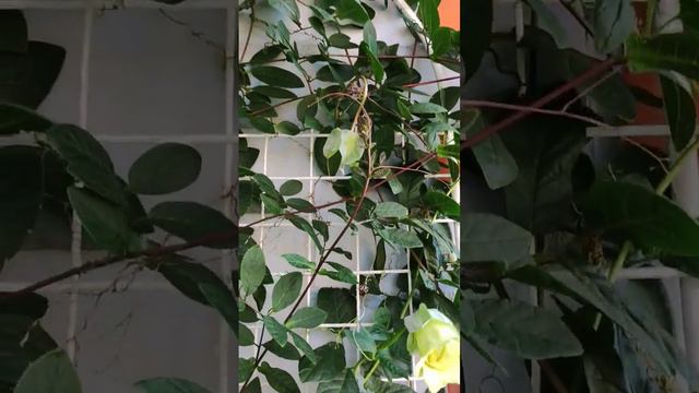 #лиана #кобея #балкон #цветынабалконе #цветет смотреть онлайн