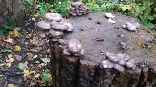 Вешенка на пнях 2019 НАЧАЛО смотреть онлайн
