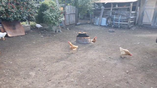 Драка среди куриц///Выпустили цыплят смотреть онлайн