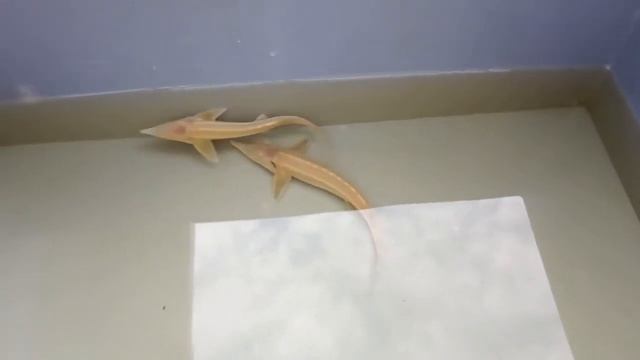 Acipenser ruthenus Albino Sterlet 15-20 cm Sturgeon смотреть онлайн