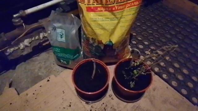 Шесть дней до зимы. ❄️❄️❄️ "Дети " подземелья. ??#урал#хризантема#розы смотреть онлайн