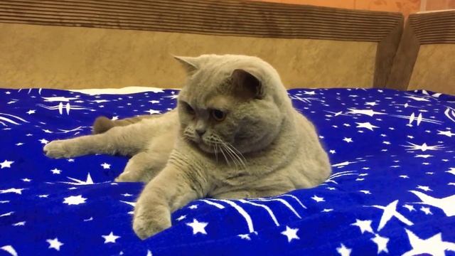 ПЛЕД ИЗ МИКРОФИБРЫ с ALIEXPRESS и БРИТАНСКАЯ КОШКА ТОЛСТУШКА/ НАДО? НЕ НАДО? смотреть онлайн