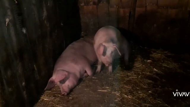Откорм свиней породы ,,Ландрас" + ,,Петрен" смотреть онлайн