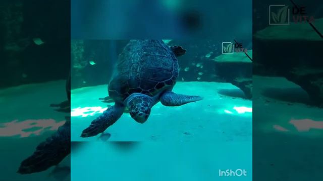 Минеральная вода из глубины океана🌊🌊🌊 смотреть онлайн