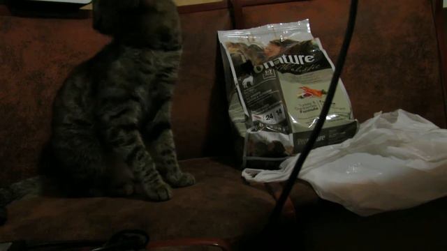 кошка ворует собачий корм )) смотреть онлайн