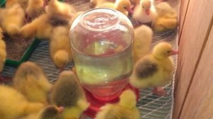 Экспериментальное содержание суточных утят и гусят