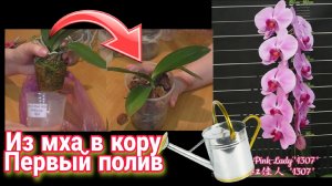 Первый полив орхидеи после пересадки из мха в кору. Всё что необходимо об этом знать.