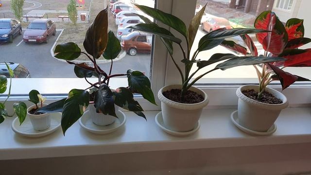 Новое поступление Тайских сортов Аглаонем 13 октября 2021 г.!!!Aglaonema Tricolor, Pride of Sumatra смотреть онлайн