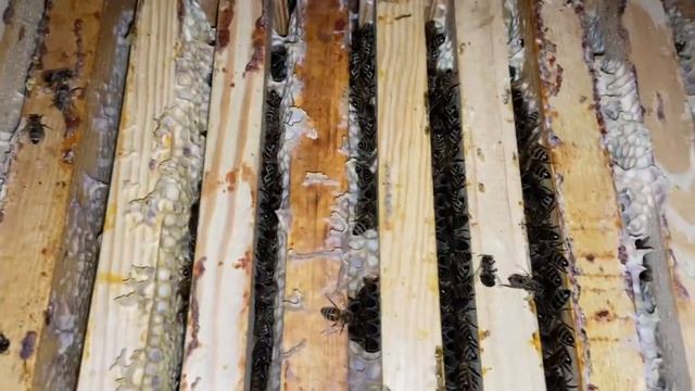 15 января 2023 г. Пчелы спят... смотреть онлайн