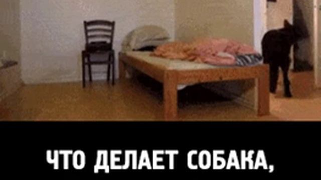 Что делает собака, когда хозяева уходят смотреть онлайн