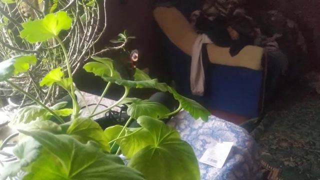 диво серед весни! смотреть онлайн