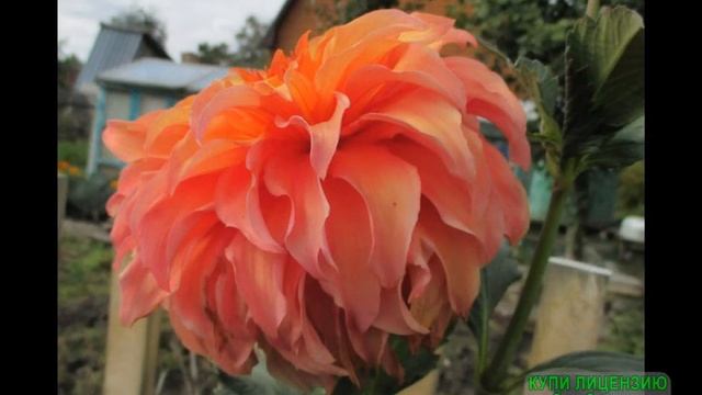 моя коллекция георгин 2021г смотреть онлайн