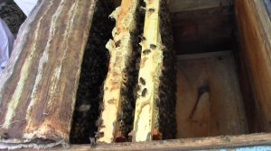 Среднерусская пчела Алтайской популяции