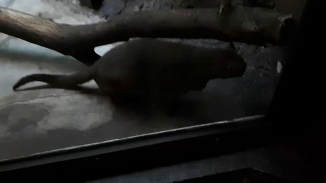 Ягуарунди, Московский зоопарк смотреть онлайн