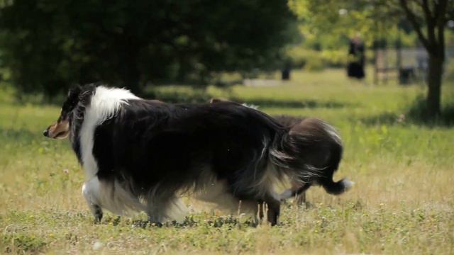 MEET THE 10 SMARTEST DOG BREEDS IN THE WORLD! смотреть онлайн