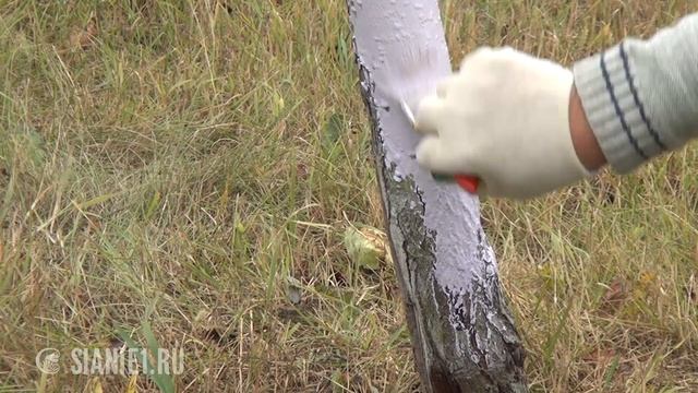 КРАСИТЬ ДЕРЕВЬЯ НУЖНО ОСЕНЬЮ! смотреть онлайн