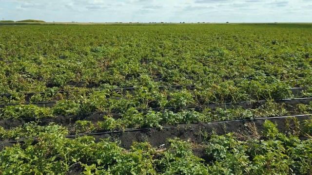 День поля компании Agrimatco Кazakhstan! Тестируем урожай картошки 2023 на полях КХ "ТАН" смотреть онлайн