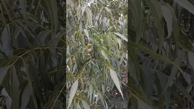 Угадайте, что это за фрукт? смотреть онлайн