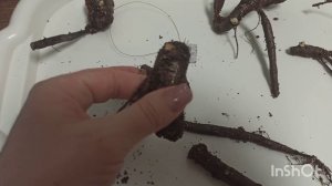 Проращивание слепых корней пионов осень 23г результаты