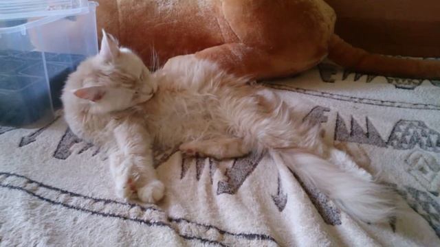 Что нужно приготовить к родам кошки. Часть 2 SOS!!! смотреть онлайн