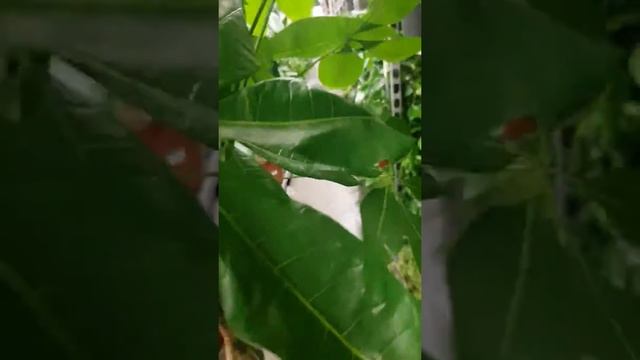 Пахира Акватика смотреть онлайн