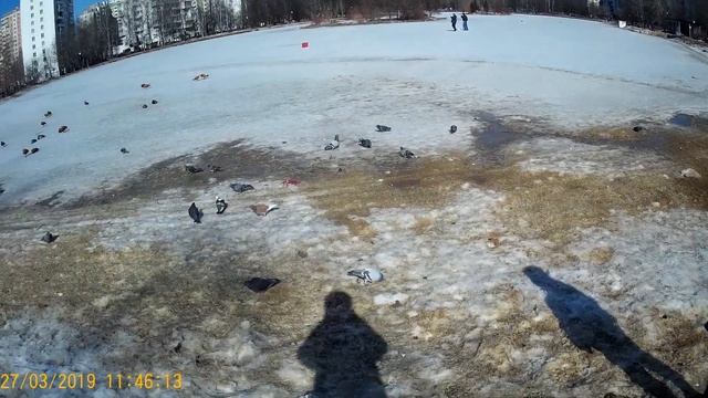 Огарь полюбил Ангарские пруды в Москве смотреть онлайн