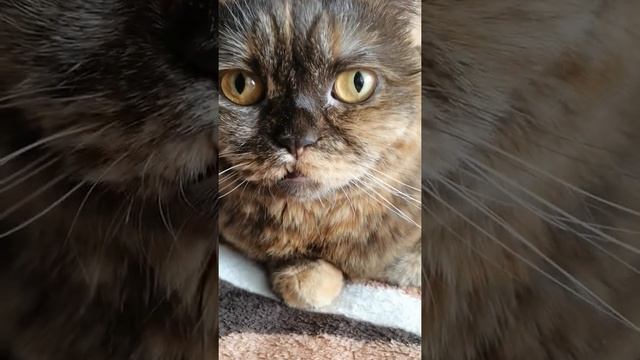 Моя кошка Плюша смотреть онлайн