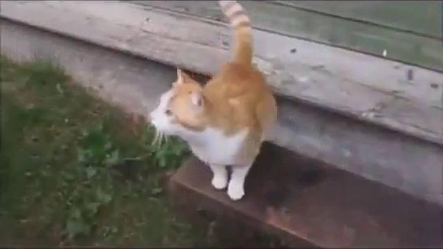 Русские коты \ Russian cat смотреть онлайн