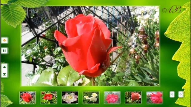 С Днем Рождения, Любовь Михайловна! смотреть онлайн