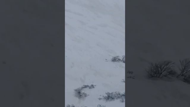 Редкий кадр на Камчатке ! Медведь отстоял свою добычу ! #камчатка смотреть онлайн
