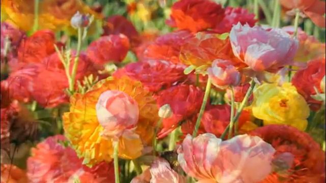 самый красивый вальс смотреть онлайн