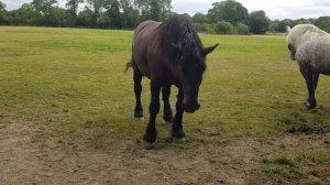 #percheron #першерон #лошади #кони Благородные лошади, как же они красивы!