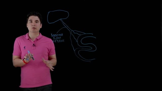 Воротная вена | ЕГЭ | BioFamily